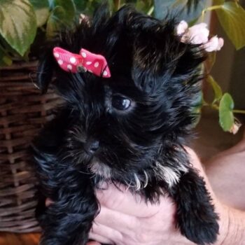 Abigail - Tiny Toy Morkie