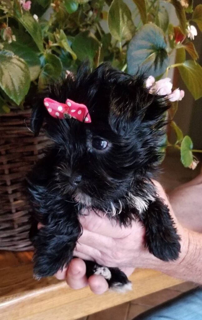 Abigail - Tiny Toy Morkie