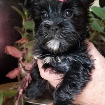 Abigail - Tiny Toy Morkie