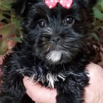 Abigail - Tiny Toy Morkie