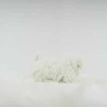 Anko – Teacup Bichon Frisé