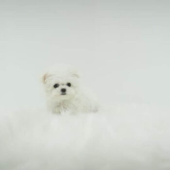 Anko – Teacup Bichon Frisé