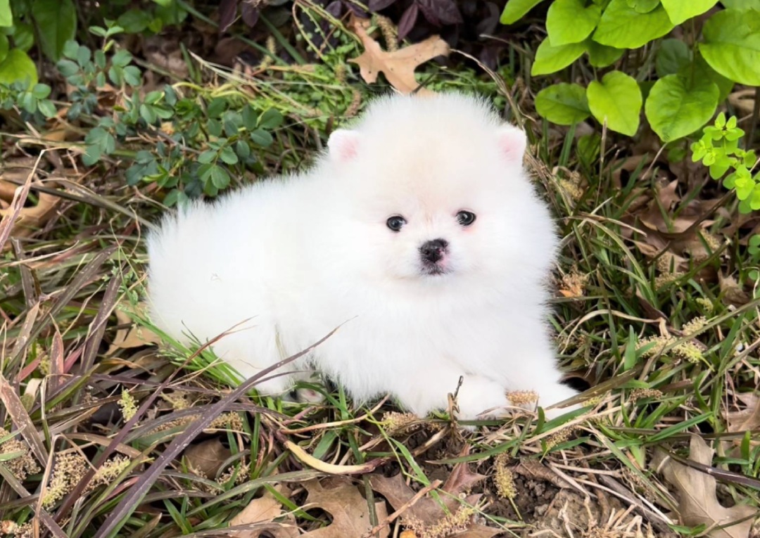 Peyton - Tiny Toy Pomeranian