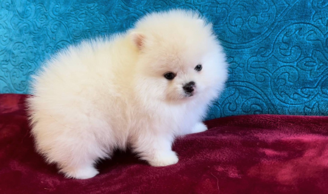 Poppy – Tiny Toy Pomeranian