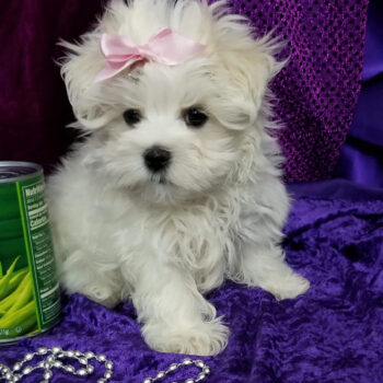 Marcy – Toy Teacup Maltese