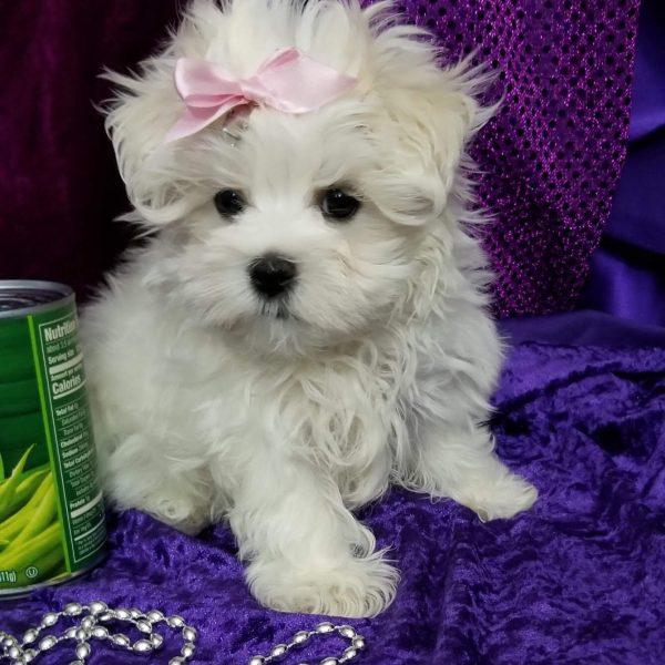 Marcy – Toy Teacup Maltese