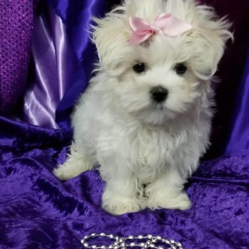 Marcy – Toy Teacup Maltese