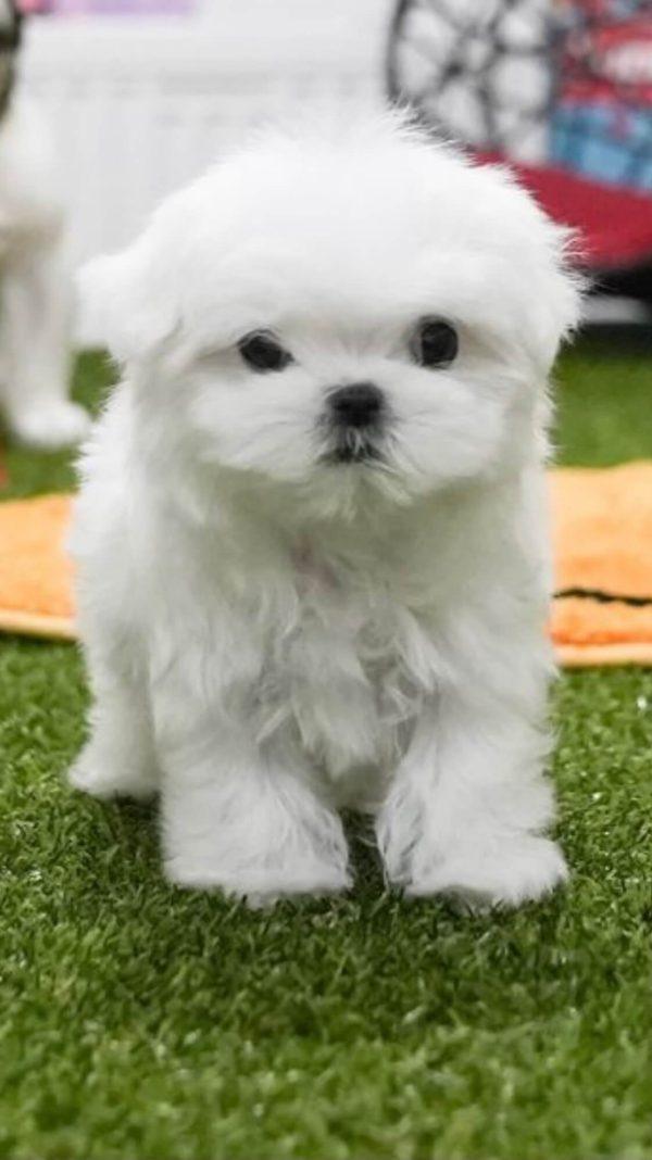 Matilda - Tiny Toy Maltese