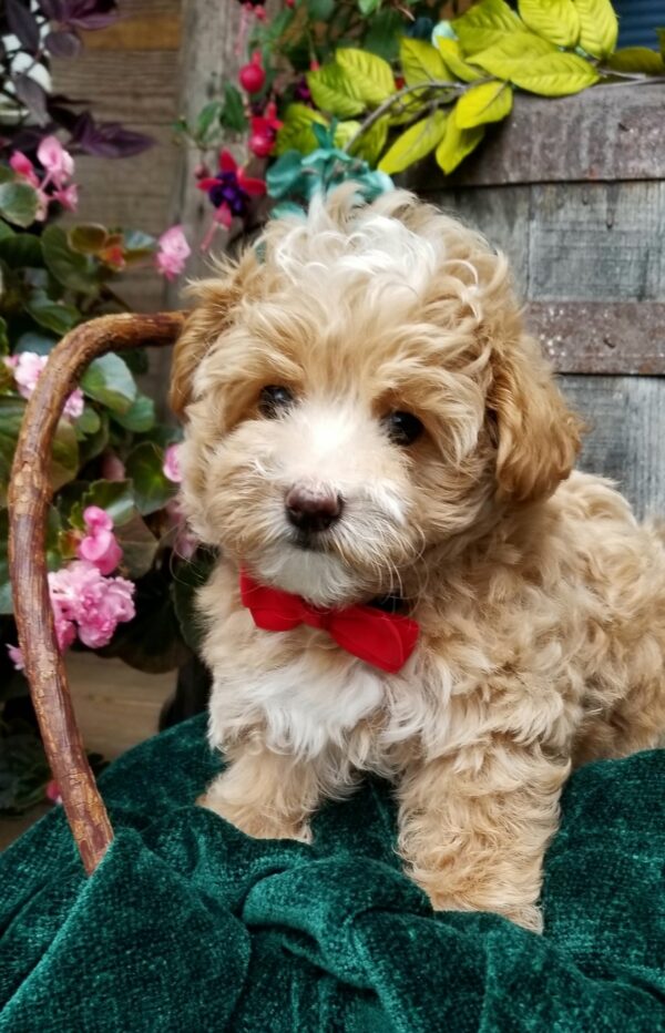 Aiden - Teacup Toy Morkie