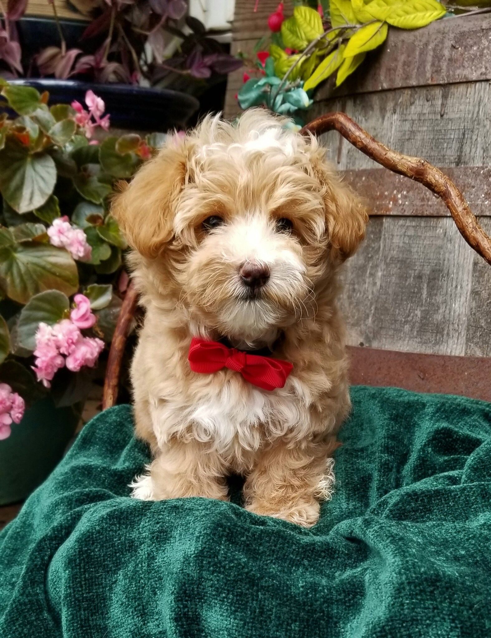 Aiden - Teacup Toy Morkie