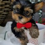 Nico- Tiny Teacup Yorkie