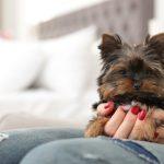 Unleashing Joy And Healing Of Therapeutic Puppies