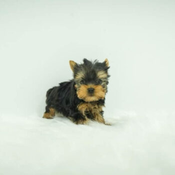 Nate - Tiny Teacup Yorkie