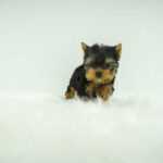 Nate - Tiny Teacup Yorkie