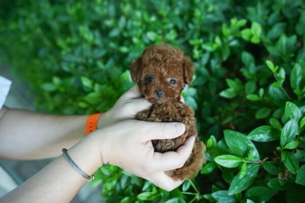 Tori - Teacup Tiny Poodle