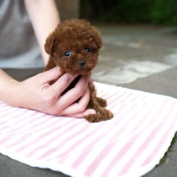 Tori - Teacup Tiny Poodle