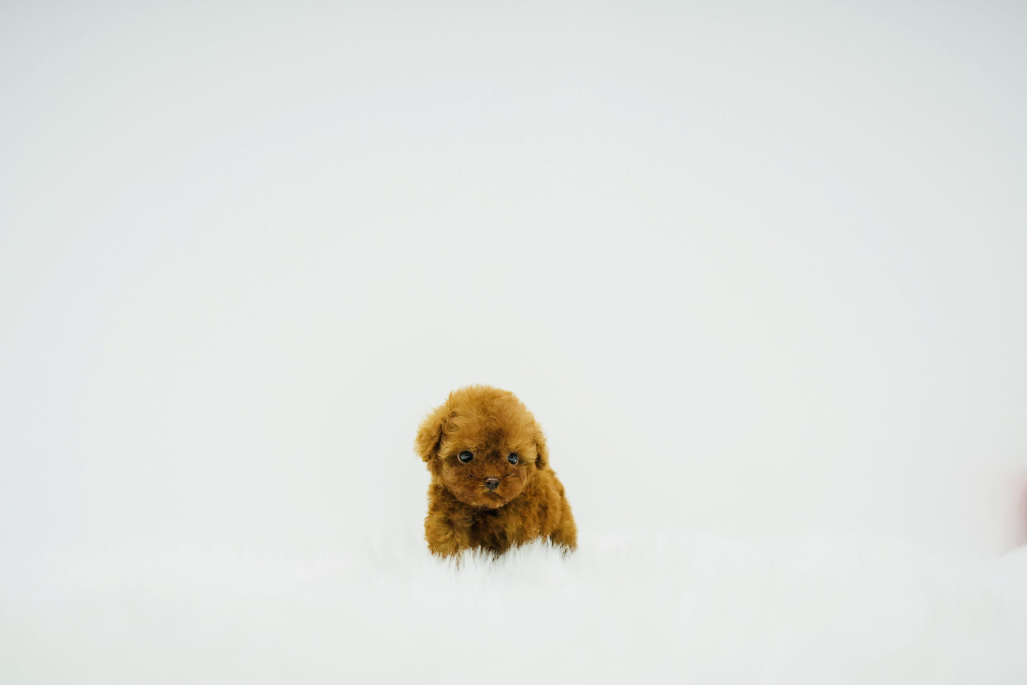 Talia - Micro Tiny Poodle