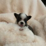 Coco – Micro Chihuahua