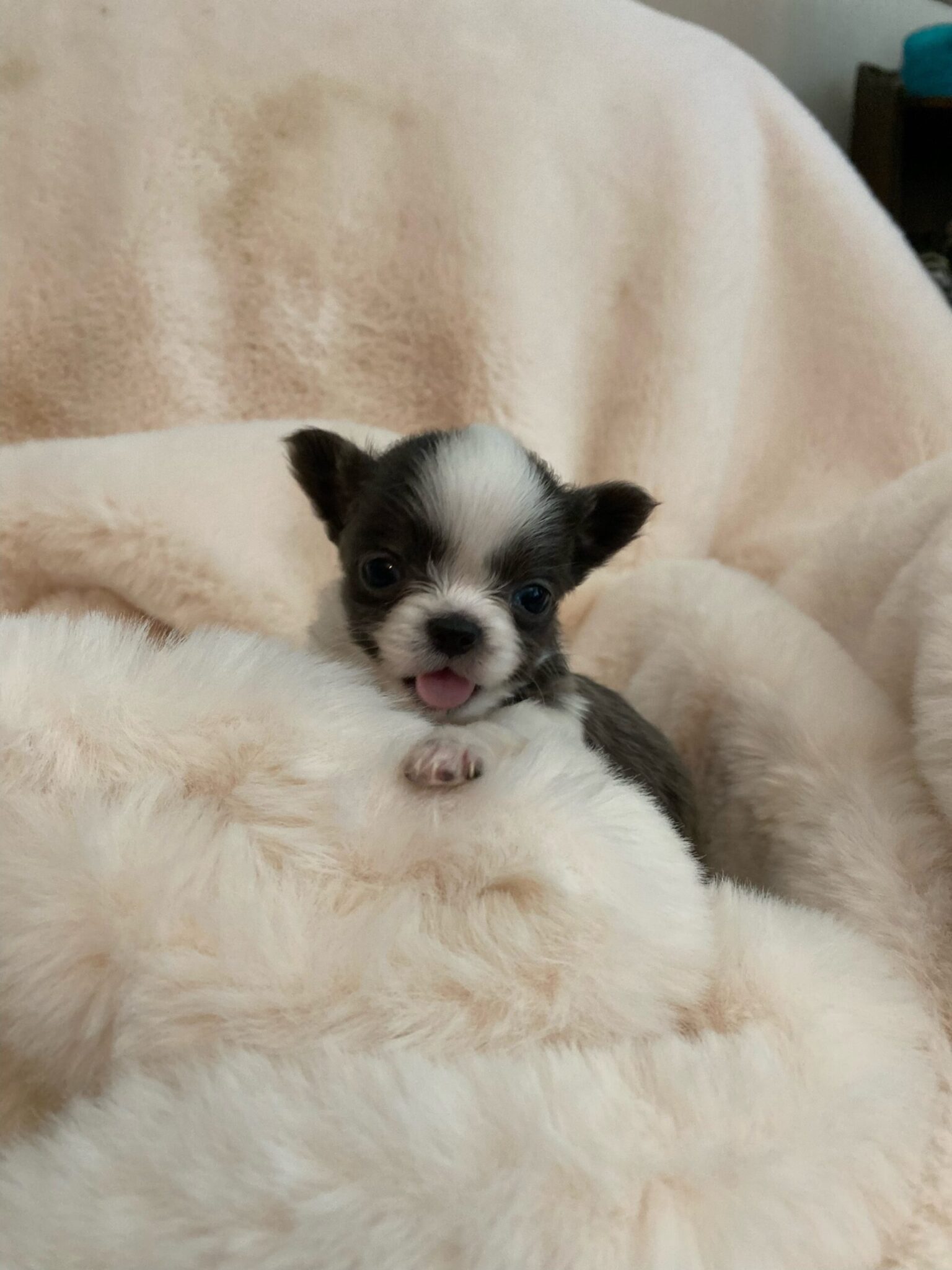 Coco – Micro Chihuahua