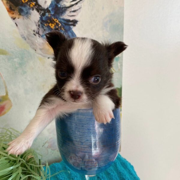 Collin - Micro Chihuahua