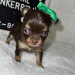 Casey - Tiny Micro Chihuahua