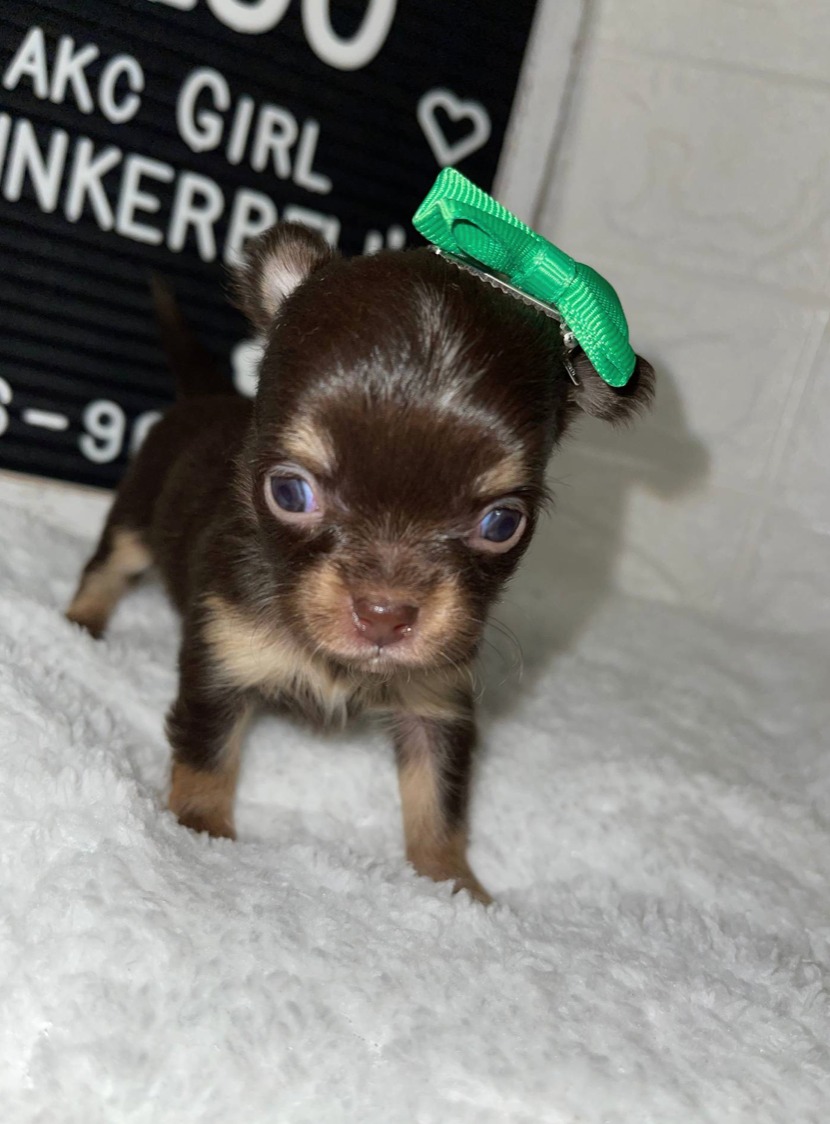 Casey - Tiny Micro Chihuahua