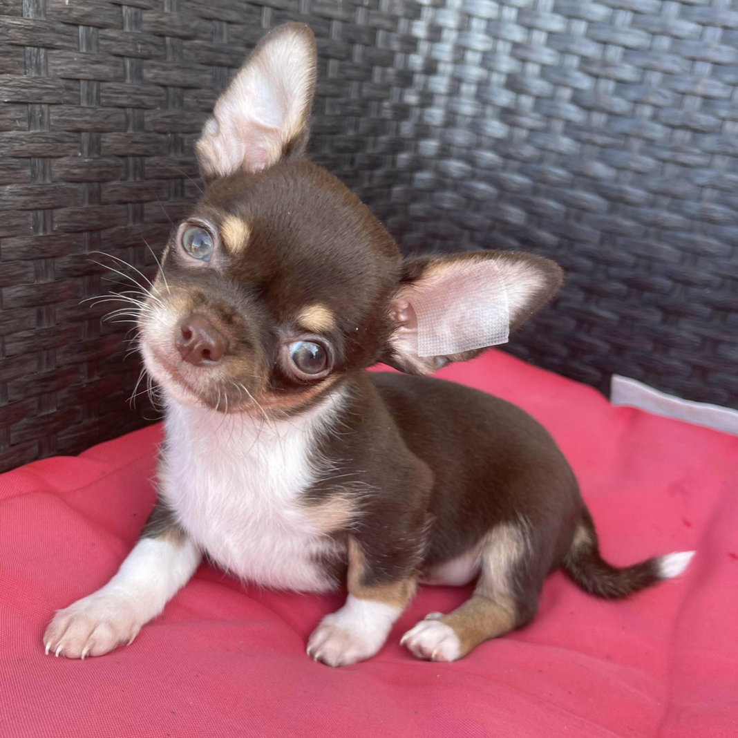 Chocoo -  Teacup Chihuahua