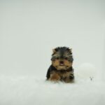 Nazzy – Micro Yorkie