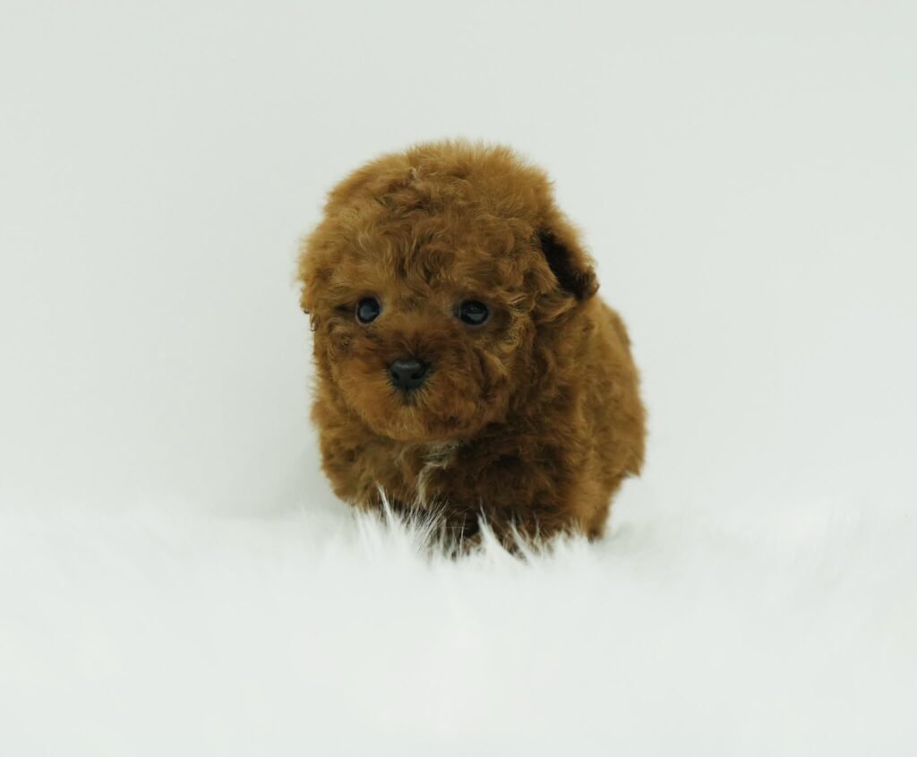 Twinkie - Teacup Tiny Poodle