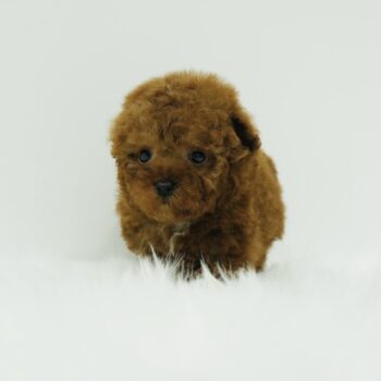 Twinkie - Teacup Tiny Poodle
