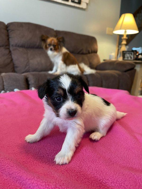 Abby – Tiny Toy Morkie