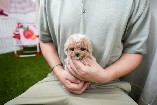 Adela - Toy Teacup Maltipoo