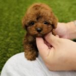 Toki - Teacup Poodle