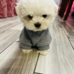 Milo - Toy Teacup Maltese