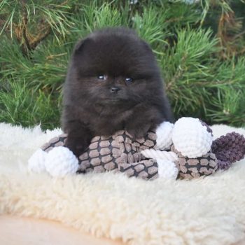 Priscilla - Tiny Toy  Pomeranian