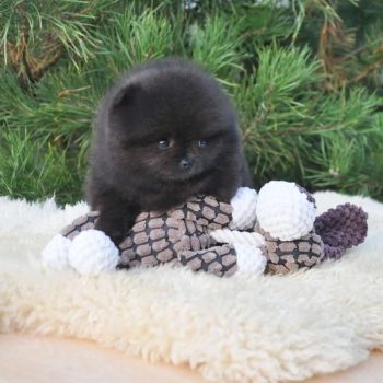 Priscilla - Tiny Toy  Pomeranian