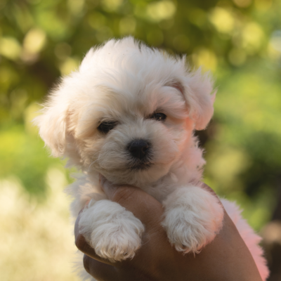 Puppy Therapy - Happy & Healthy Toy Teacup Puppies For Sale