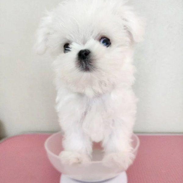 Makki -  Tiny Micro Maltese