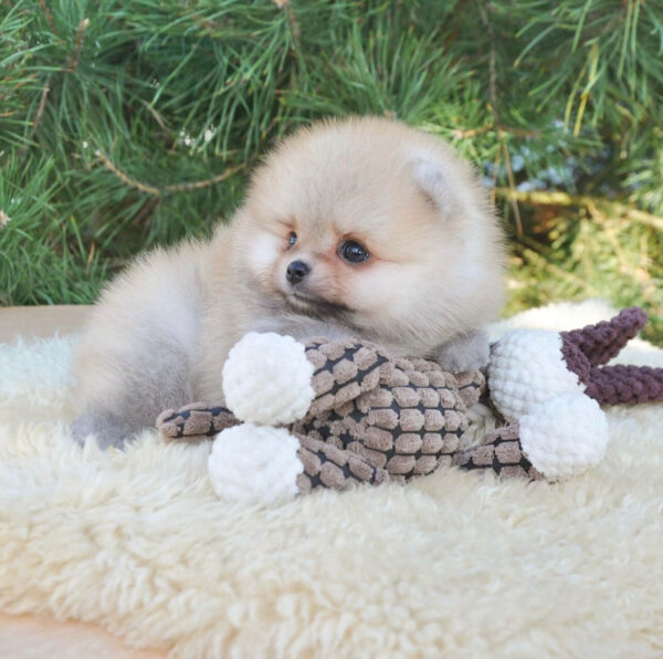 Prince - Teacup Toy Pomeranian