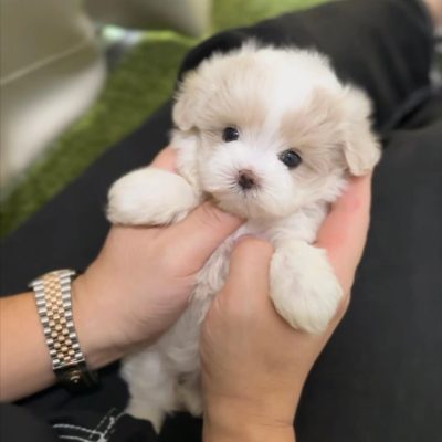 Amor - Teacup Maltipoo