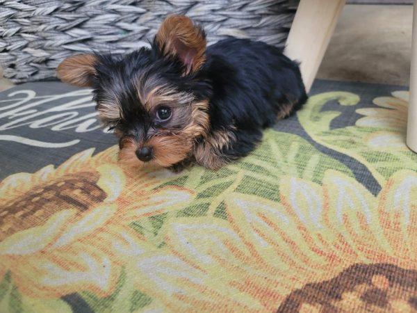 Nogi - Micro Yorkie