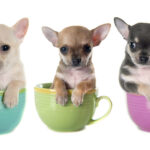 Caring For Your New Teacup Puppy