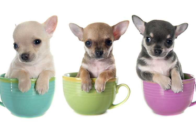 Caring For Your New Teacup Puppy