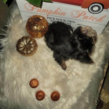 Nathan – Teacup Yorkie For Sale