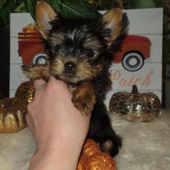 Nathan – Teacup Yorkie For Sale