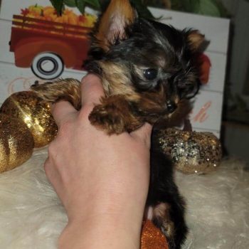 Nathan – Teacup Yorkie For Sale