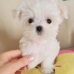 Mina-  Teacup Tiny  Maltese