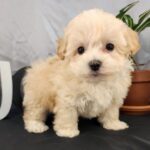 Astro - Tiny Toy Maltipoo