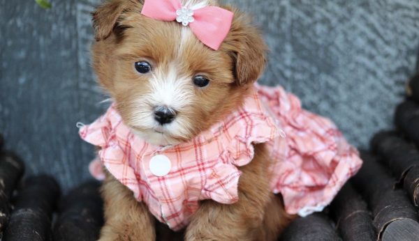 Amber - Tiny Toy Maltipoo