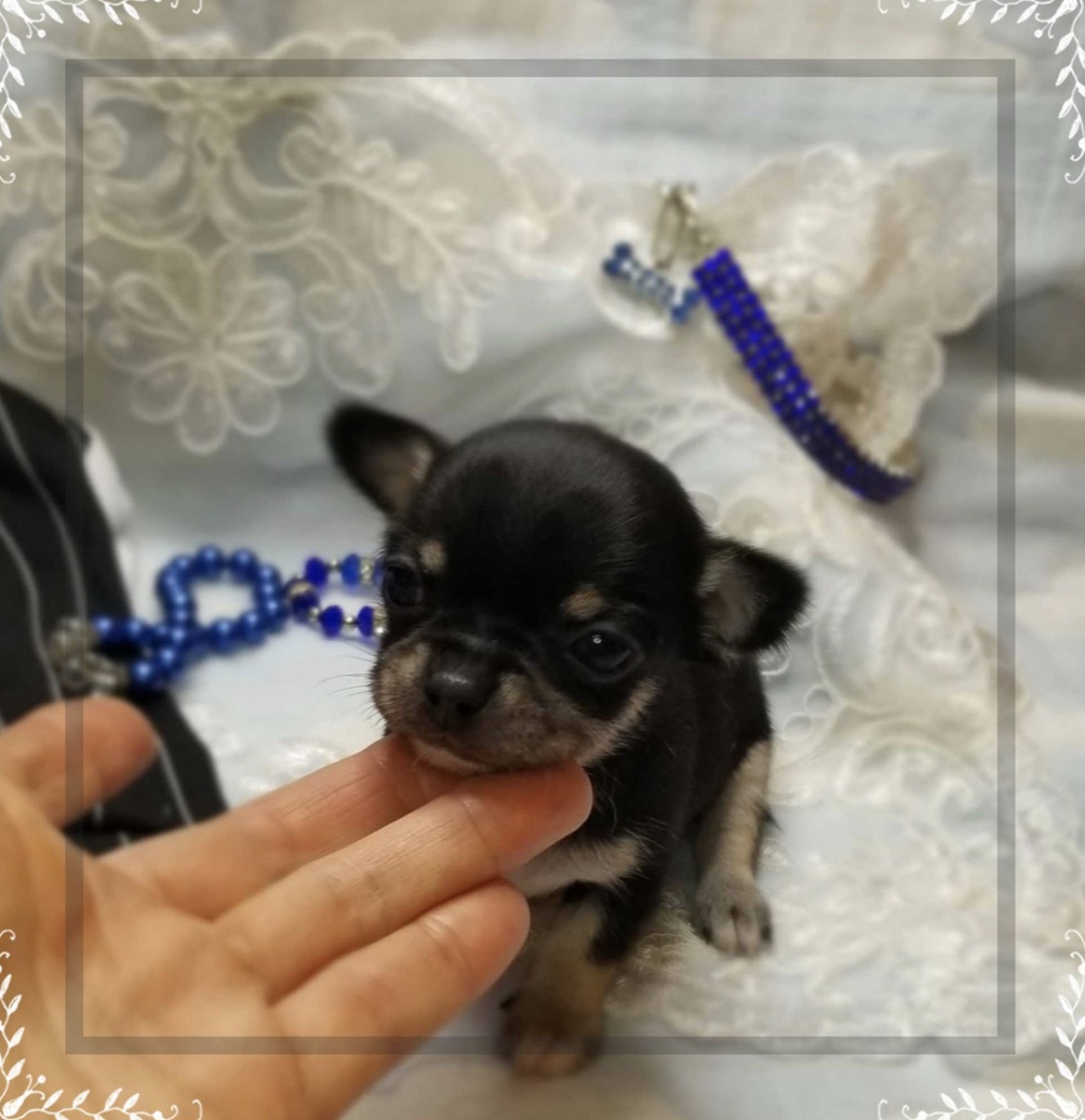 Coco - Micro Chihuahua (copy)